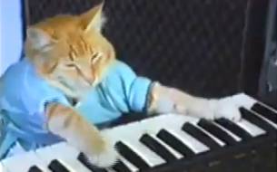 El gato pianista