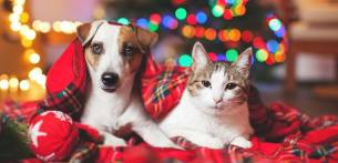 Navidad de perros y gatos