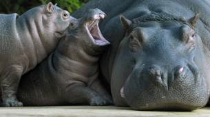 Hippo and Dog